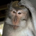 monkey_macaque_balinese_mf_ubud_v_0384_bal0385.jpg